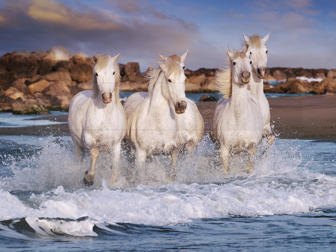White Horses Galoping