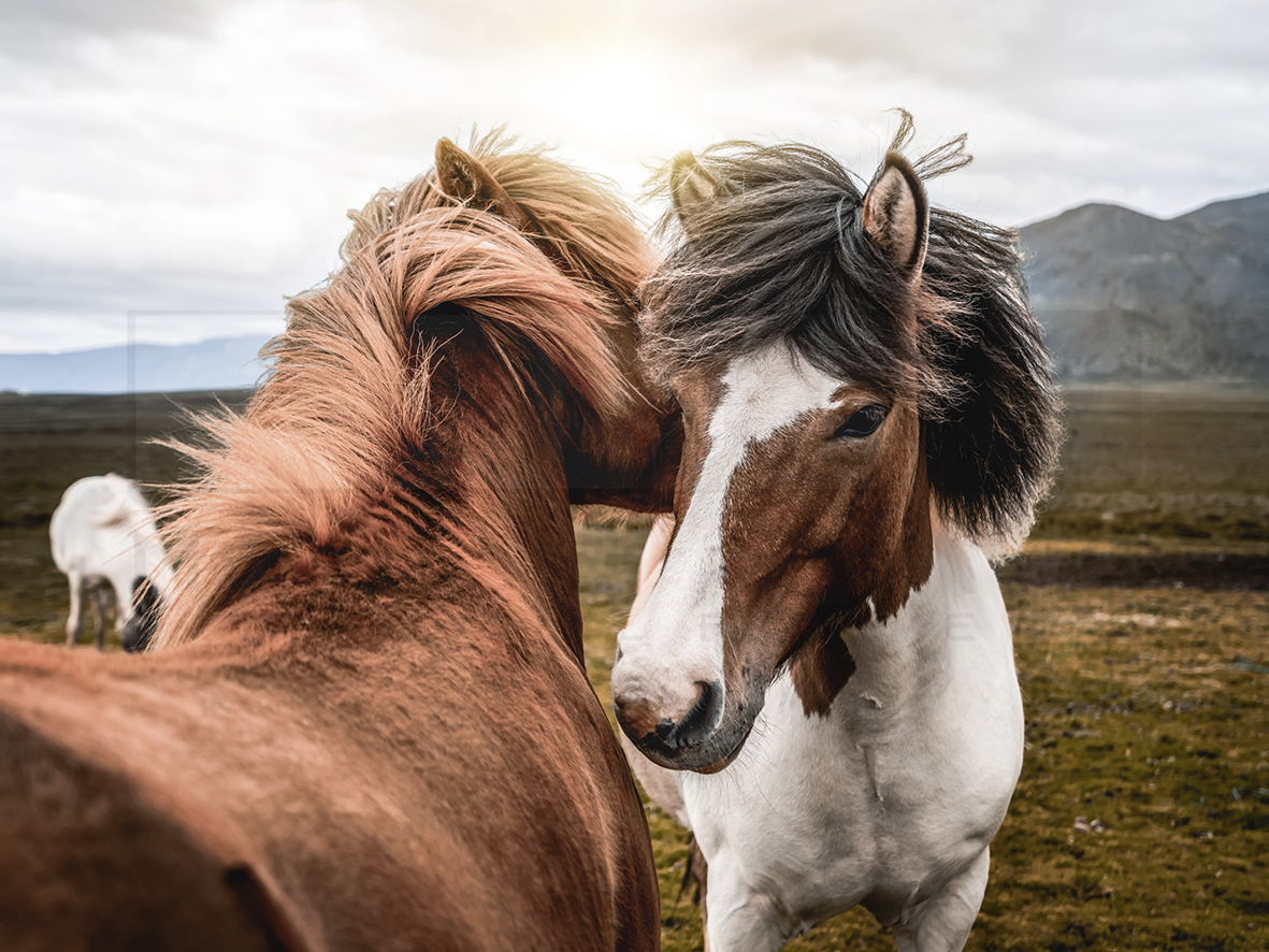 20200169___Horses_In_Iceland__1590429374_561