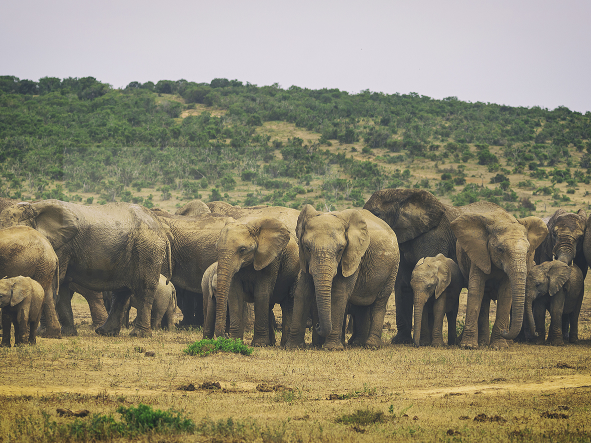 20200207___Big_Herd_of_African_Elephants__1591466549_754