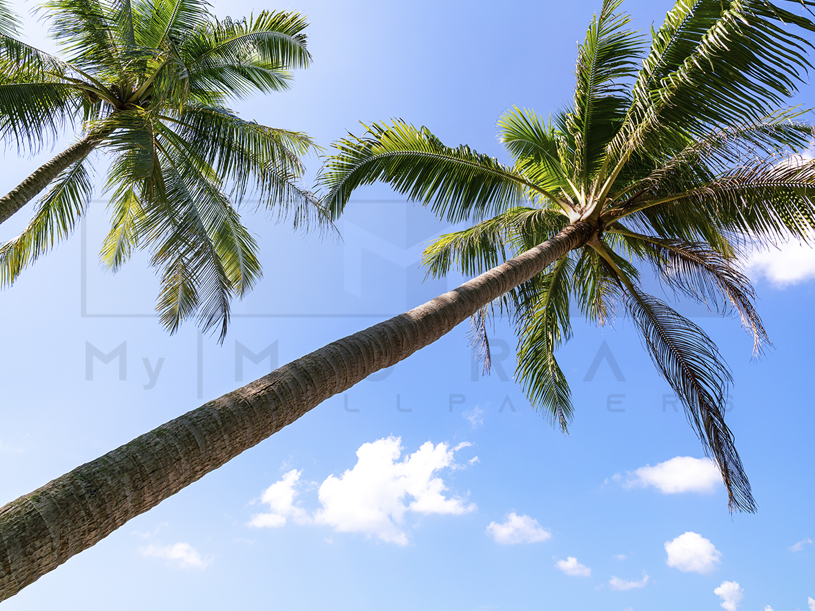 20200231___Branches_Of_Coconut__1592240831_570